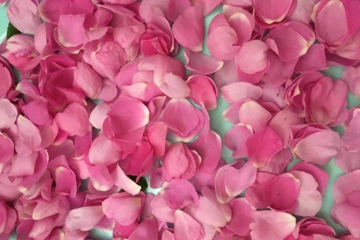 A collection of pink rose petals spread out randomly, covering the surface beneath them.