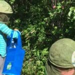 Children foraging wild roses