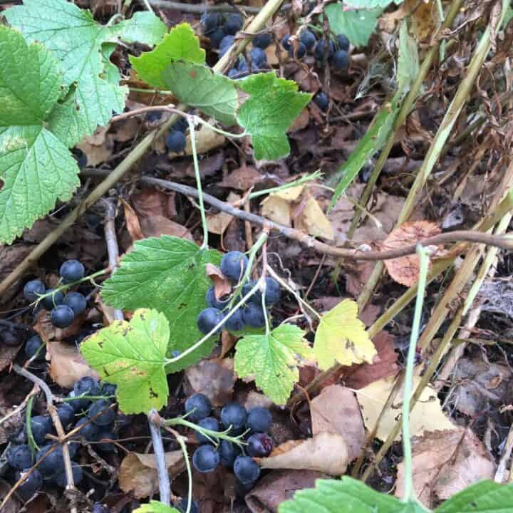 Winter berries