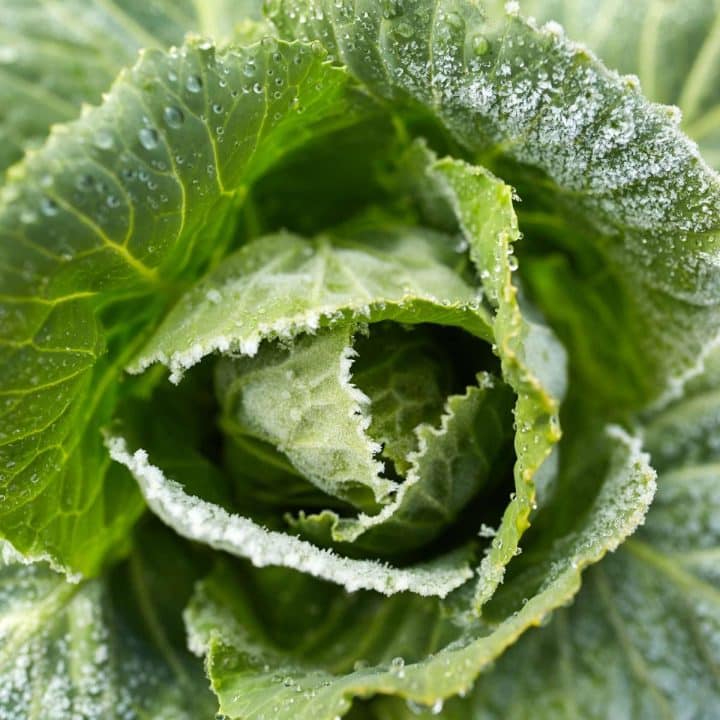 A close up of a cabbage with frost on it.