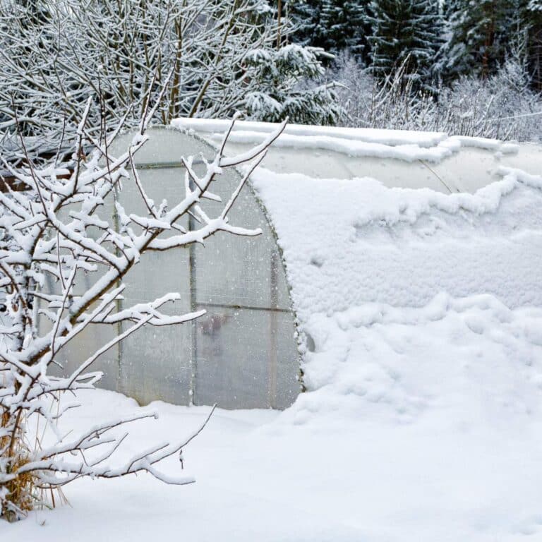 A greenhouse covered in snow.