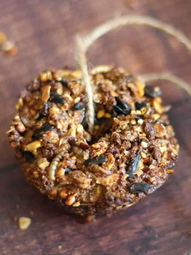 DIY Flock Block For Chickens An Off Grid Life