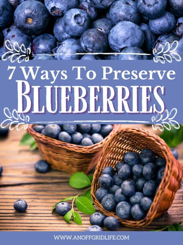 7 Ways to Store Blueberries An Off Grid Life