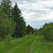 A dirt road leading through a grassy area with trees.