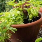 cropped-Apartment-Homesteading.jpg