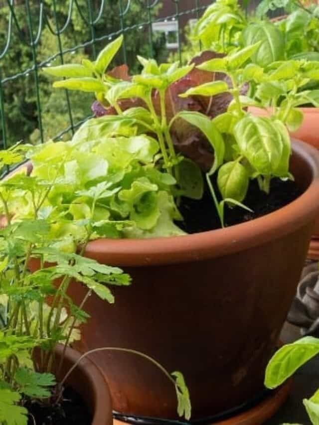 APARTMENT HOMESTEADING HOW TO HOMESTEAD IN A RENTAL An Off Grid Life