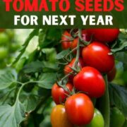 How to save tomato seeds for next year.