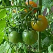 Tomatoes ripening on the vine, transitioning from green to orange.