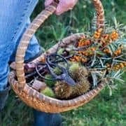 A woman holding a basket full of herbs and berries.