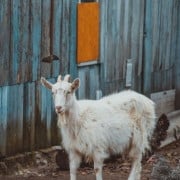 cropped-Homestead-Meats-1.jpg