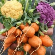 Person holding fresh produce including orange carrots and two varieties of cauliflower, one orange and one purple.
