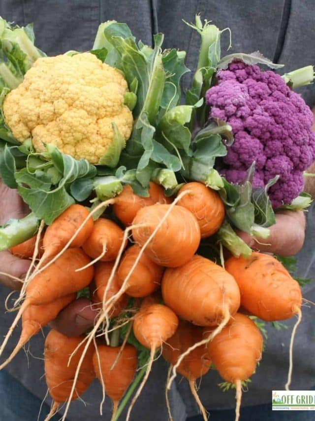 How Much To Plant Per Person