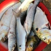 cropped-How-to-Can-Fresh-Fish.jpg