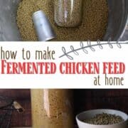 How to make fermented chicken feed at home.