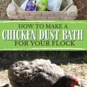 How to Make a Chicken Dust Bath
