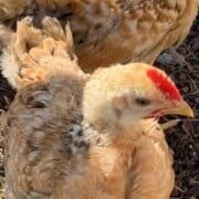 cropped-How-to-Secure-Your-Food-Supply.jpg