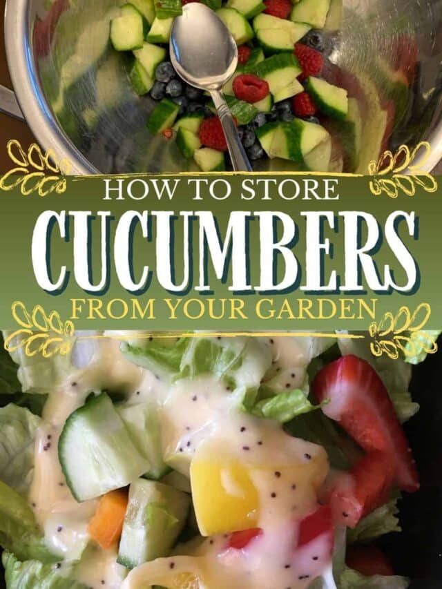 How to Store Cucumber From The Garden An Off Grid Life