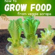 A guide titled "how to grow food from veggie scraps," featuring romaine lettuce regrowing in a glass bowl on a kitchen counter.