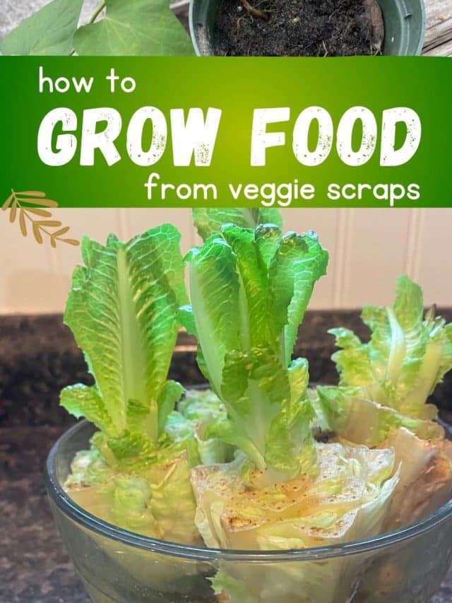 Growing Food From Scraps