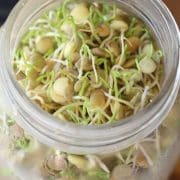Sprouts in a jar on a wooden table.
