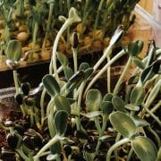 Sprouts growing in trays on a table.