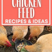 cropped-New-Chicken-Feed-Recipes-1.jpg