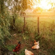 cropped-Start-Homesteading-Today-2.jpg