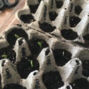 Seedlings in trays on a counter.