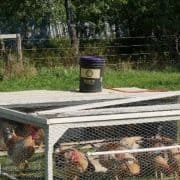 A group of chickens in a cage with a bucket.