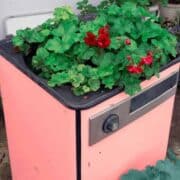 A pink refrigerator with plants in it.