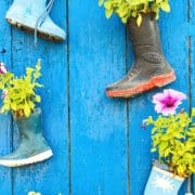 Colorful rubber boots repurposed as planters on a vibrant blue wooden wall.