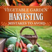 Vegetable Garden Harvesting Mistakes.