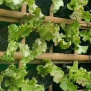 Lettuce growing vertically on a wooden trellis.