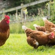 A group of chickens in a yard.