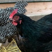 cropped-off-grid-homesteading-challenges-solutions-1.jpg