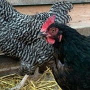 Two chickens standing next to each other in hay.
