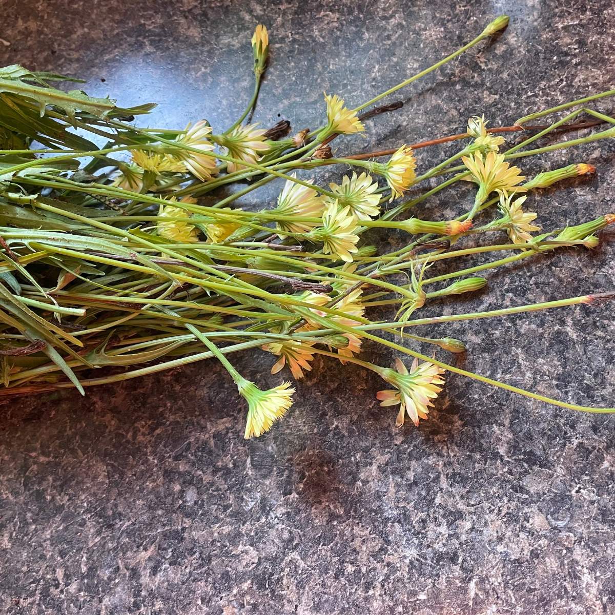 How to Make Dandelion Tea From Scratch - An Off Grid Life
