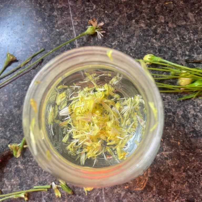 How to Make Dandelion Tea From Scratch - An Off Grid Life