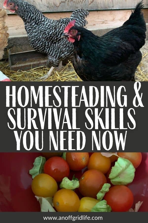 Homesteading and survival skills you need now text overlay on image of backyard chickens and homegrown cherry tomatoes.