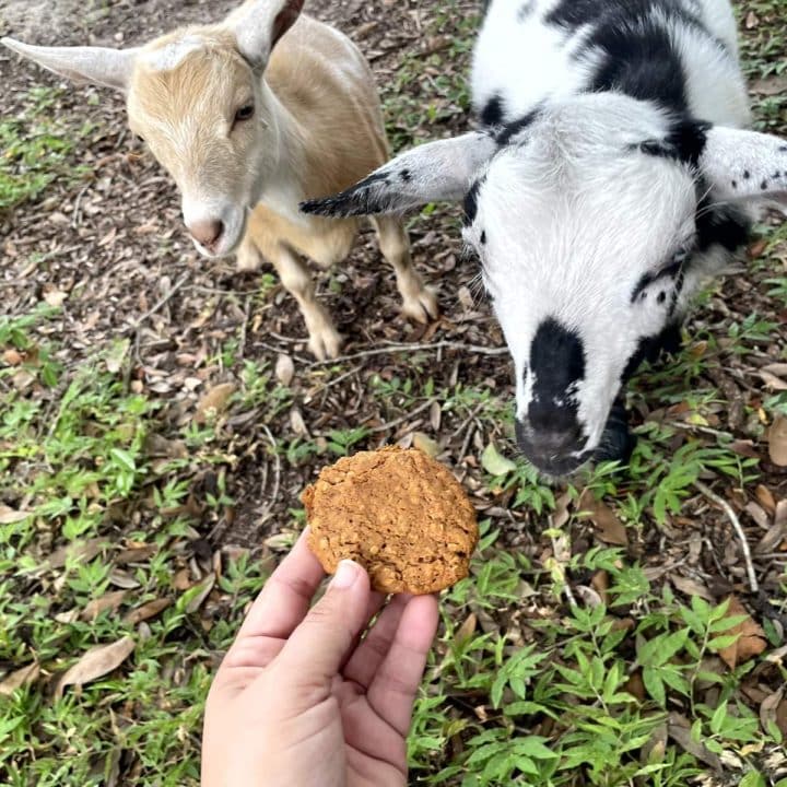 A person is holding a goat treat in front of two goats.