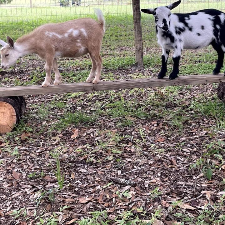 Two goats standing on a wooden log.
